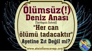 Olumsuz Denizanasi Turritopsis Dohrnii Bu Hayvan Her Can Olumu Tadacaktir Ayetine Zit Degil Mi Ateistlere Cevap