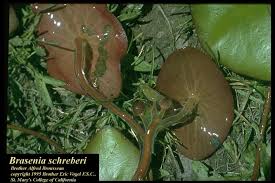 Image result for Brasenia schreberi