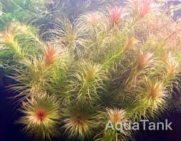 Image result for Lagarosiphon cordofanus