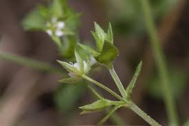 Image result for Cliffortia serpyllifolia