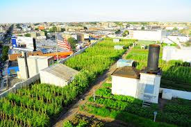 Family garden chinese food take out, état de new york n'a encore aucun avis. Brooklyn Grange Family Farm Day And Plant Sale Things To Do In New York