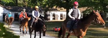 De bons soins du cheval incluent un fourrage grossier de qualité. Plusieurs Chevaux A Jouer Des La Reprise Des Courses Pmu Course Pmu Cheval Hippique