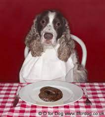 Dogs Who Eat Poo Coprophagia D For Dog