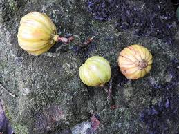 Image result for Garcinia punctata