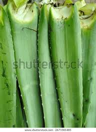 Image result for Asphodelaceae