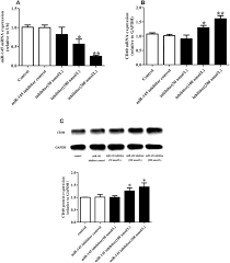 miRNA-145 inhibits VSMC proliferation by targeting CD40