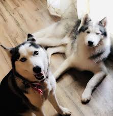 Enter your email address to receive alerts when we have new listings available for short haired puppies for sale. Siberian Husky Puppies For Sale Salem Il 311578