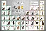 Cat Breed Info | List of Cat Breeds | Types of Cat Breeds ...