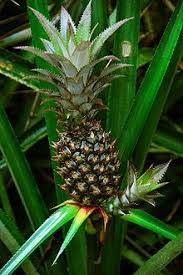 Pineapple Wikipedia The Free Encyclopedia Pineapple Fruit Pineapple Planting