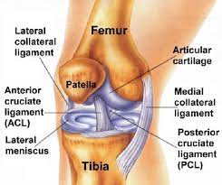 Check spelling or type a new query. The Human Knee Joint S Anatomy With Visible Cruciate Ligaments Download Scientific Diagram