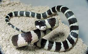 Desert Phase California Kingsnake Lampropeltis Triangulum Californiae Animals Of The World Reptiles Animals