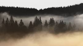 Jay Rosenheim: Trees