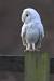 Melanistic Snowy Owl