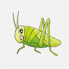 Males die almost as soon as the mating season is over, while the females live on until the next generation hatches. Cartoon Grass Insect Grasshopper Cricket Drawing Locust Insects And Bugs Australian Plague Locust Insect Grasshopper Cricket Png Pngwing