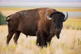 Jun 16, 2021 · what's the top speed a bison can run? American Bison Vs African Buffalo Who Would Win Animals Comparison