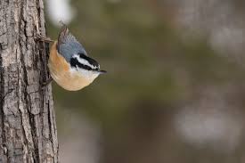 Tiny little red breasted nuthatch songbird perched on bird feeder with seed in mouth. Red Breasted Nuthatch Birdwatching