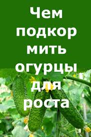 сад огород своими руками огурцы от а до я Chem Podkormit Ogurcy Dlya Rosta V Teplice 5 Narodnyh Receptov V 2020 G Ovoshnoj Ogorod Cherenki Rastenij Sadovyj Kontejner