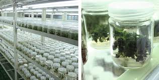 After the cells of interest have been isolated from living tissue. Tissue Culture An Overview Sciencedirect Topics