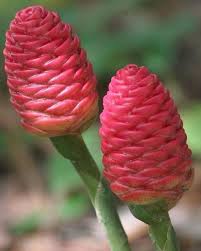 Image result for Zingiber