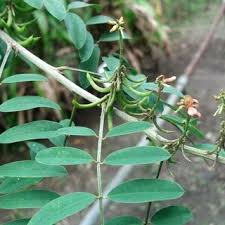 Image result for Indigofera filipes