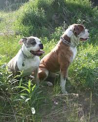 Funny and cute shorty bull puppies the past five months. Gator American Bulldog And Shorty Bull Puppies Breeder