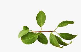Because there are very curved leaves if you're thinking of using leaf png on a website, i suggest you reduce the size first. Leaves Png Download Branch With Leaves Png Transparent Png Transparent Png Image Pngitem