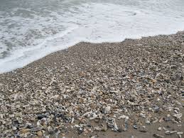 Edisto Beach Great Place To Hunt For Seashells And Shark