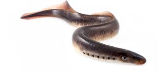 We did not find results for: Neunaugen Die Wasserbewohner Mit Saugmaul Im Portrait Das Tierlexikon
