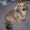 Miniature Red Long Haired Dachshund
