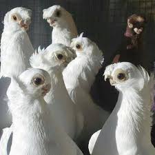 pin by kalhan amnel on nature beautiful places pigeon breeds pigeon pictures pet birds