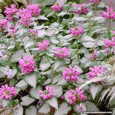 Perennial flowers for sale lowes. On Sale At Lowes Not Juglone Tolerant Purple Lamium Purple Dragon Lamium Maculatum Dead Nettle Flower Landscape Shade Flowers Deer Resistant Perennials