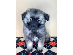 Sorry, there are no keeshond puppies for sale at this time. Keeshond Puppies Petland Florence