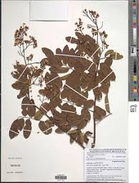 Image result for Indigofera paracapitata