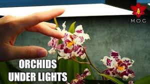 Check spelling or type a new query. Orchid Houseplants Suited For Artificial Light Phalaenopsis Oncidiums More Under Lights Youtube