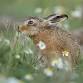 Wildlife Photography Talk (ECC2806) event image