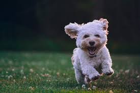 Welcome To Sacramento S Best Dog Daycare And Dog Grooming Facility Cha Cha S Dog Daycare