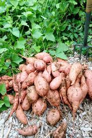 How to harvest sweet potatoes. Harvesting Sweet Potatoes