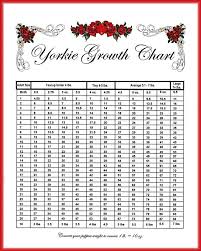 Morkie Growth Chart Goldenacresdogs Com