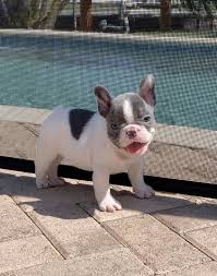 All of our dogs are family pets who we love and care for. Chunky Monkey Lizzy Www Poeticfrenchbulldogs Com Frenchbulldog Poeticfrenchies Frenchie Fre Kittens And Puppies Bulldog Puppies French Bulldog