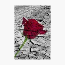 Blackpink 's rosé has just dropped on the ground, her first ever solo title track. Red Rose On The Ground Cracked By Drought Poster By Astralia Redbubble