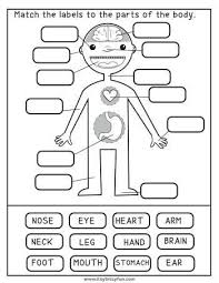 Human Body Worksheets Education In 2020 Human Body Worksheets Preschool Worksheets Preschool Activities