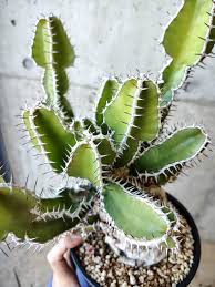 Image result for Euphorbia mlanjeana