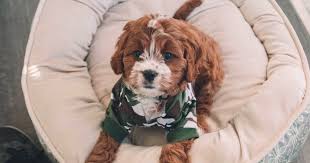 Cavapoo Puppies For Sale Near Massachusetts From Certified Cavapoo Puppy Patch Home Facebook Adorable C Potty Training Puppy Cavapoo Puppies For Sale Puppies