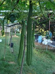 Growing Loofah Growing Vegetables Luffa Planting Vegetables