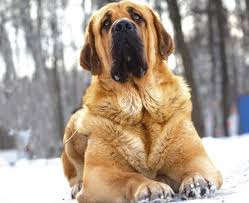A list of great spanish dog names for male and female puppies. Spanish Mastiff Temperament Price And Puppies For Sale