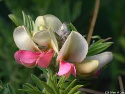 Image result for Tephrosia lupinifolia