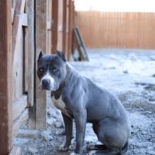 When you decide to buy a puppy from us it will come with our puppy care package that has everything needed for you to take care of your puppy. 9 Things You Should Nose About The Blue Nose Pitbull Animalso