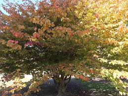 Image result for Pearsonia cajanifolia