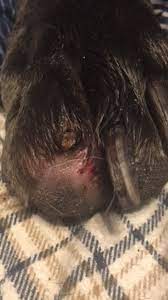 Thankyou for visiting i hope you enjoy looking around!! Squamous Cell Carcinoma Of A Toe Dog Cancer Dog Health Problems Squamous Cell Carcinoma