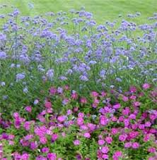 Image result for foto verbena